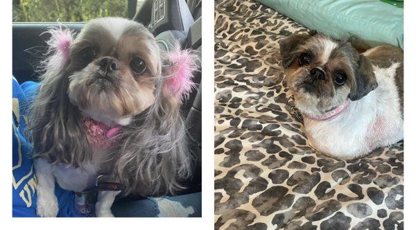 Yucaipa Dog & Cat Grooming