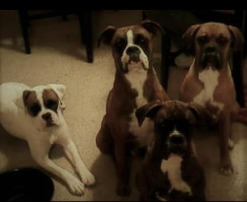 Waiting patiently for treats.