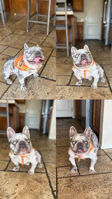 Pets Choice Grooming & Supply