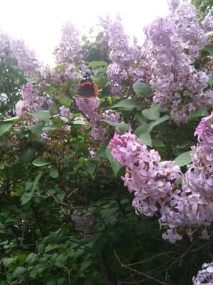 Butterflies on lilacs at Veteran's Memorial Park, Westmont, IL in April 2012.