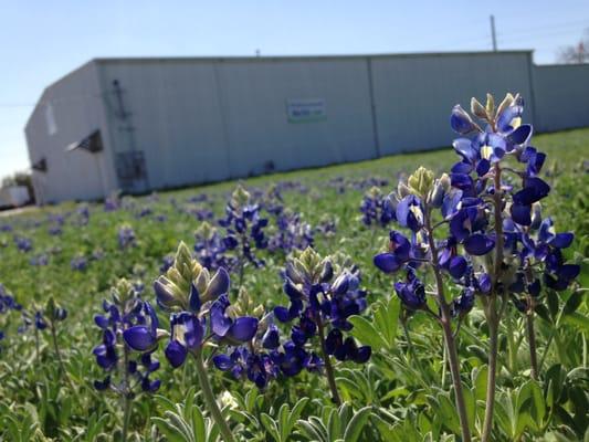 Blue bonnets are starting to bloom right outside the office!