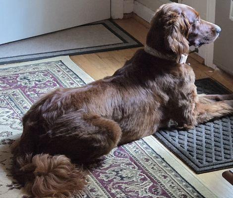 Chai on squirrel watch