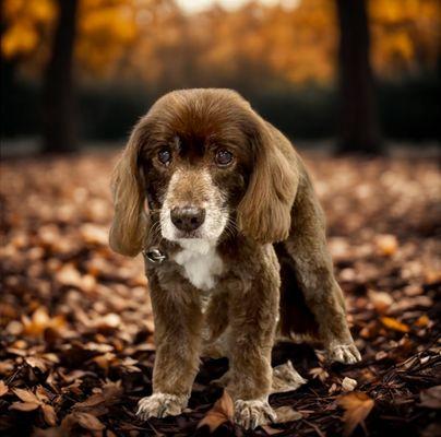 Getting ready for Thanksgiving.