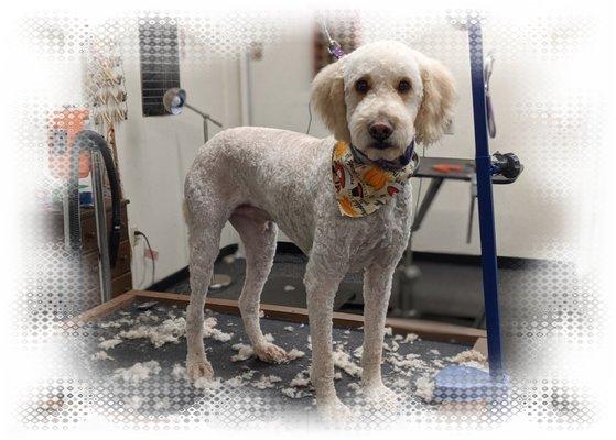 Happy Tails Grooming Salon