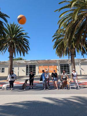 Paws And Reflect Dog Training