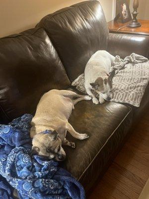 Shear Pawsitivity Inc.