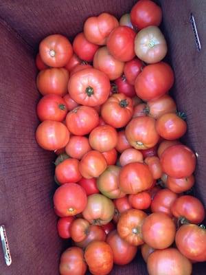 Native Green Cay Nursery