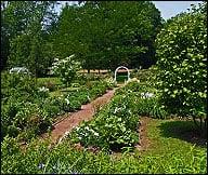 Nantucket Trees Landscaping