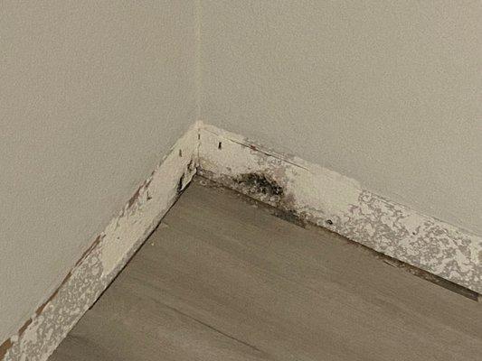 Another mold problem behind baseboards