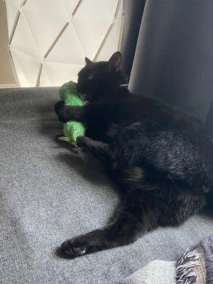 The Spoiled Cat