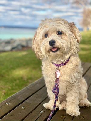 Kickapoo Ranch Pet Resort