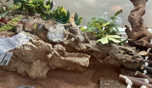 Painted Agama- "King George" Love him! Thanks, Arcata Pet!