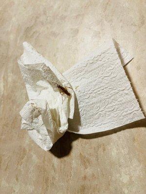 The roach in the bathroom