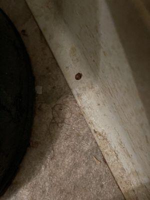 Four Seasons Exterminating