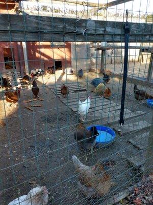 Dart's Christmas Tree Farm