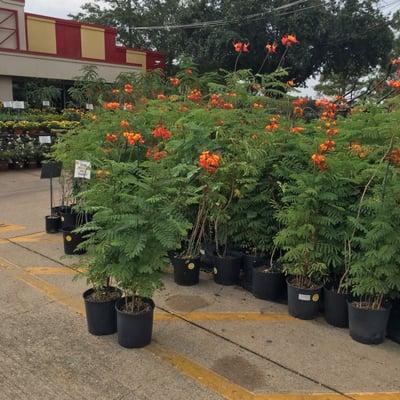 Houston Garden Centers
