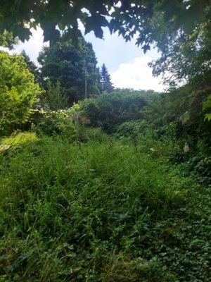 Correa and Son Landscaping and tree service