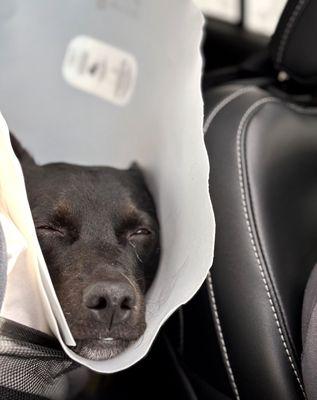 Rocklin Ranch Veterinary Hospital