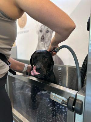 Sit Stay Wash located in the West Loop - Self-serve dog spa