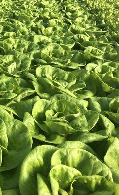 Anders Family Farms LLC