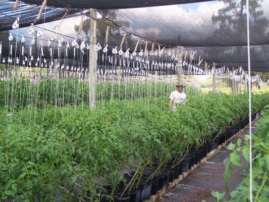 one of our tomato shadehhouses