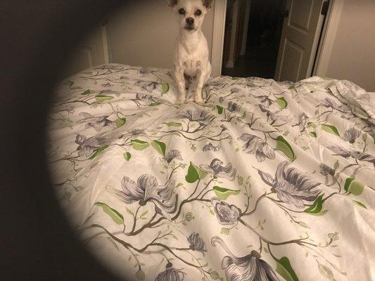 Paws Around Town Pet Care