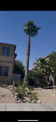 Palm tree trimming ‼