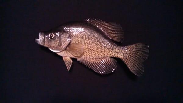 Dave's Fish Mounting