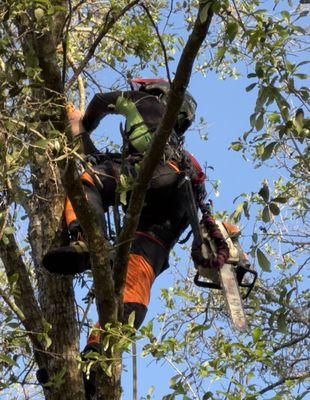 An arborist using professional equipment while working on a tree