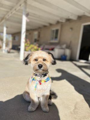 Mighty Tails Mobile Grooming