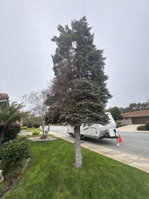 Mike's Tree Services