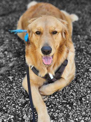 Pampered Paws Mobile Pet Grooming