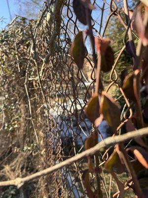 Double A's Tree Service
