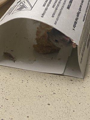 This is a mouse from 2 am today in room 11.