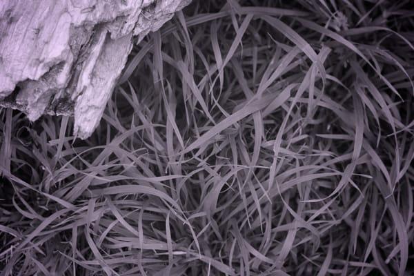 AMC Wellness Counseling