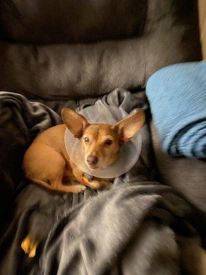 BluePearl Pet Hospital