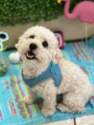 My doggo, looking at the owner, Stephanie. It's more adoring than he looks at me.