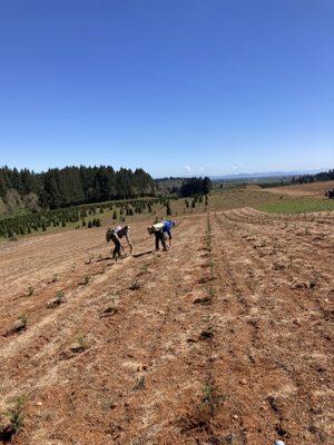 All Season Lawn Care & Contractor