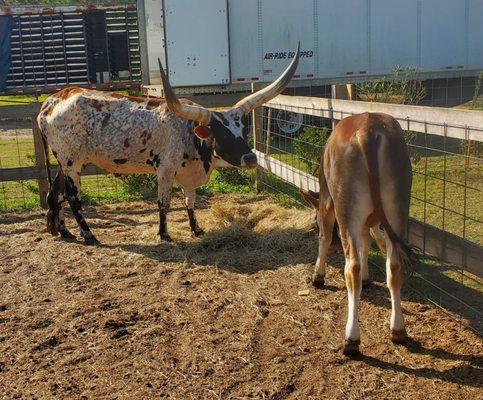 Lum's Farmers Market