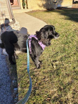 Paws Away Pet Sitting