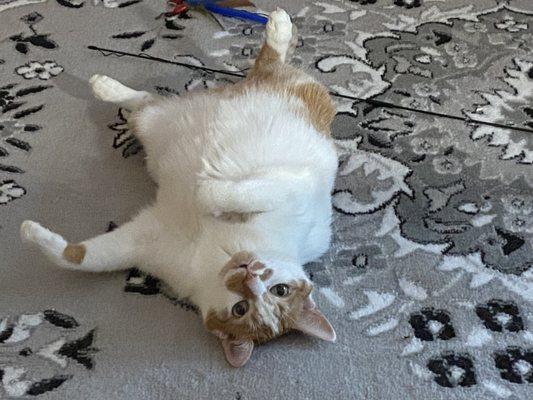 Upper Roxborough Reservoir