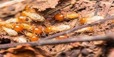 Long Beach Termite