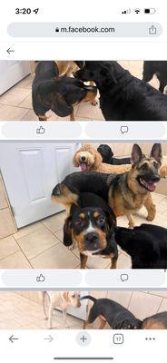 Hounds Town - Stone Mountain