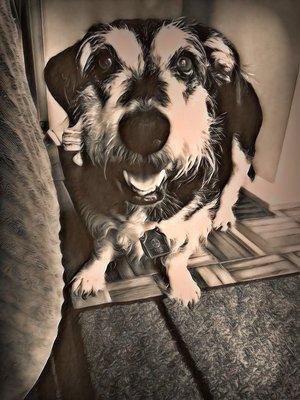 Quincy, 16yrs. Basset Mix aka: Tio Quincy the Peanut