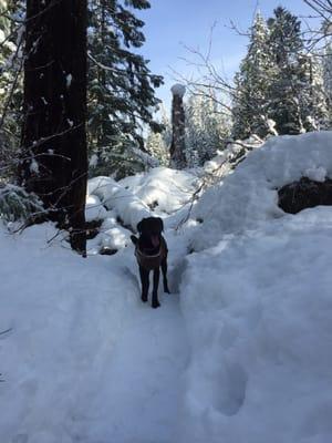 Willamette National Forest