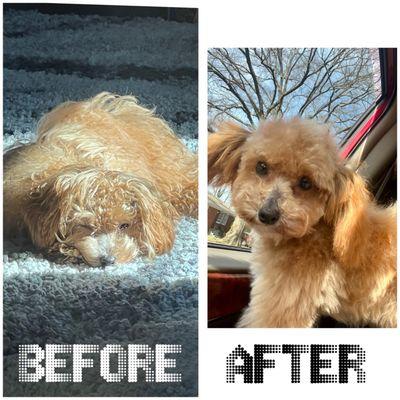 Chris's Poodle Palace