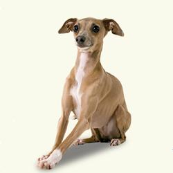 Country Inn Grooming