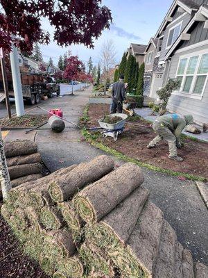 Sod installation