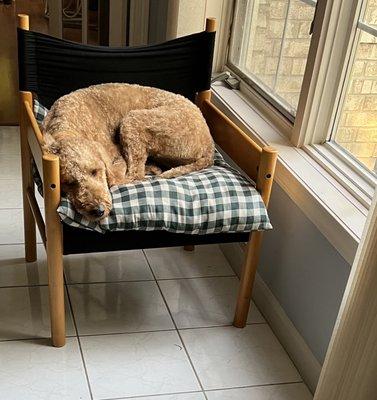 After grooming. He stayed like this for hours. Didn't want to play or anything.