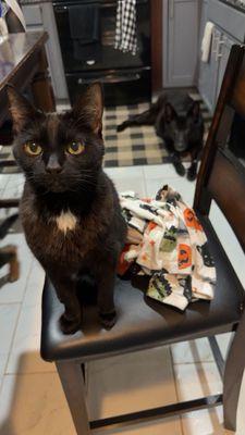 Bells Ferry Veterinary Hospital